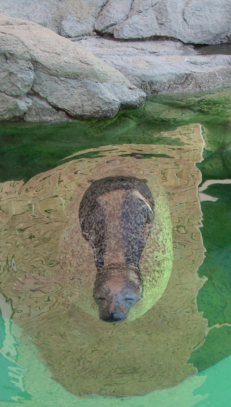 Happy Mothers Day from Lola the Harbor Seal!