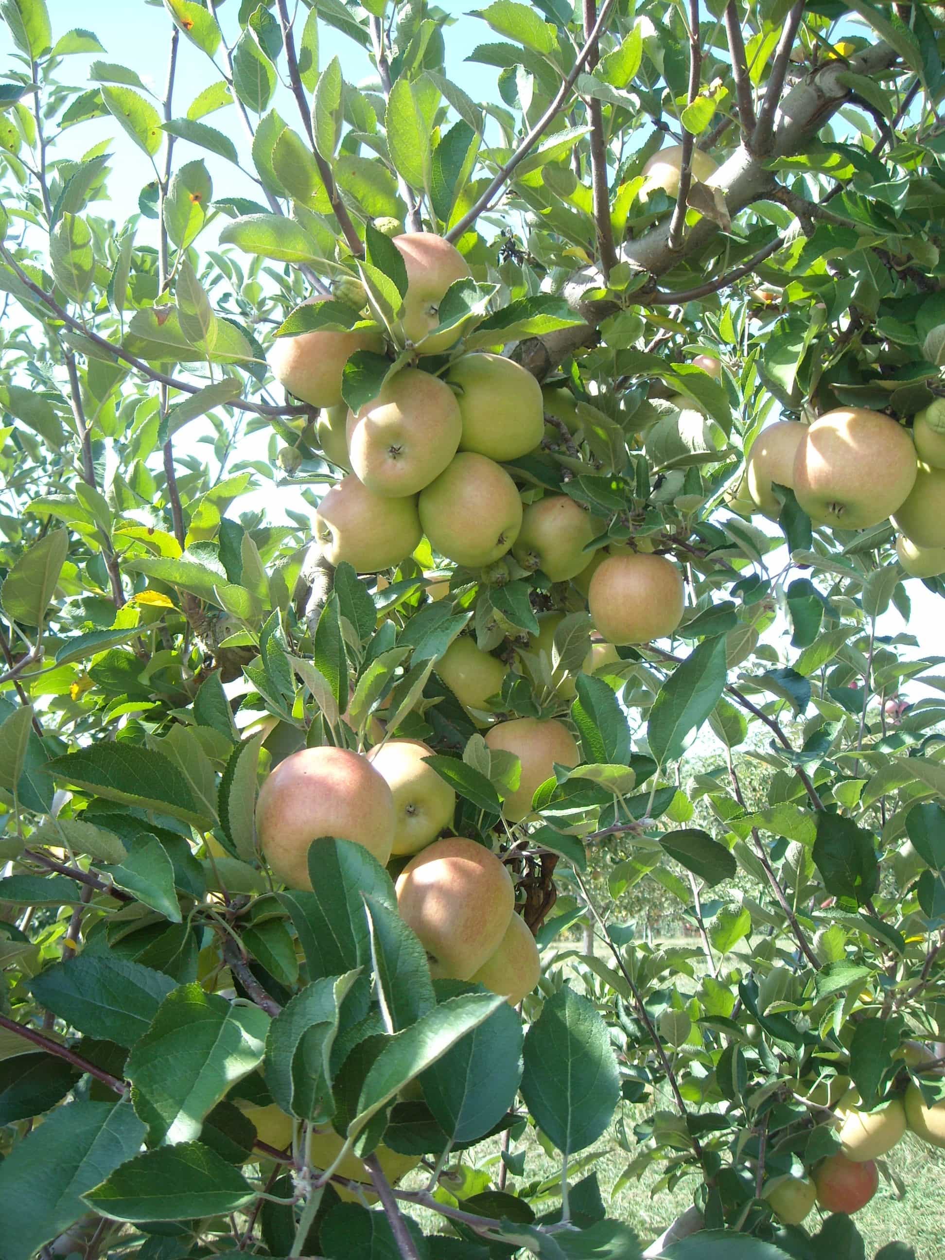 DSCN4246