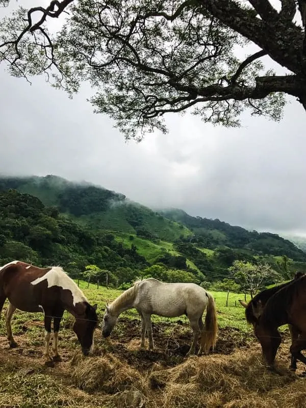 This Costa Rica travel guide will show you where to stay, eat and have fun! If you have never been to Costa Rica you're going to want to book a trip ASAP! 
