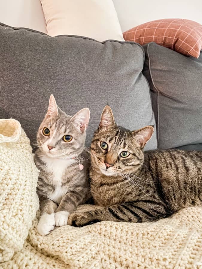 2 cats sitting on a couch sitting close to each other