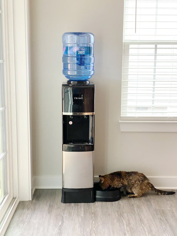 cat drinking from the pet water fountain